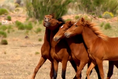 3Horses-slide