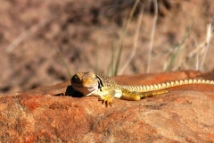 Lizard-slide