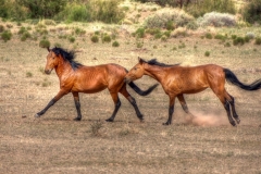 RunningHorses-slide