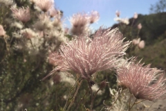 apache-plume