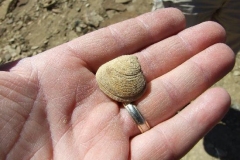 fossilize-sea-shell-DT-TA