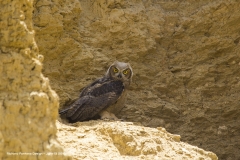 owl