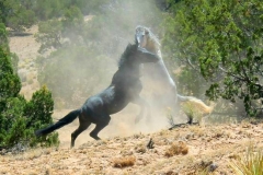 stallion-fight-slide